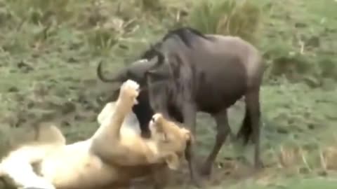 Wildebeest mother hunted by lion, wildebeest baby appears helpless