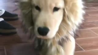 Hairy Dog Geting Hair Cut To Look Like a Lion