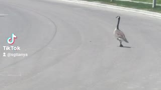 Family of geese crossing the street
