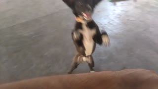 Dog learns to crawls and then walk on 2 paws