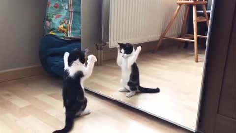 Funny cat dance front of the mirror