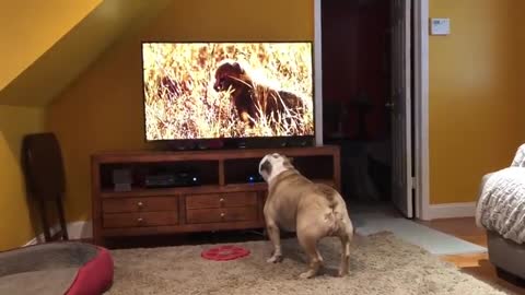 Bulldog after noticed cheetah on tv calls sister for backup