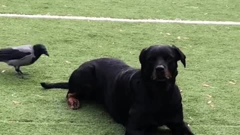 Fearless Crow Decides To Bully Rottweiler