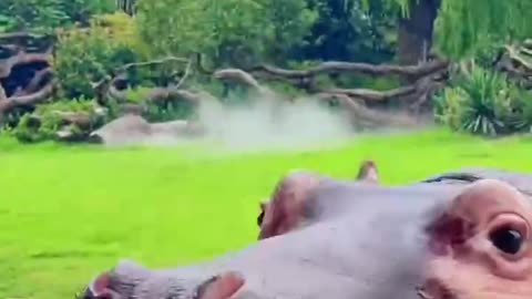 Big mouth hippo