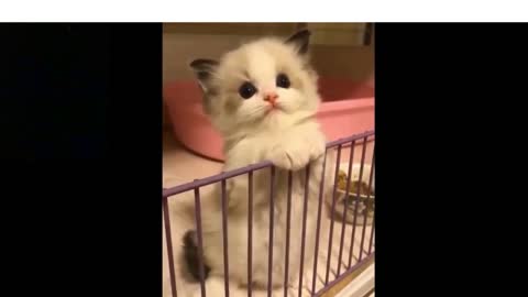 | Cute Baby Cat | Cats