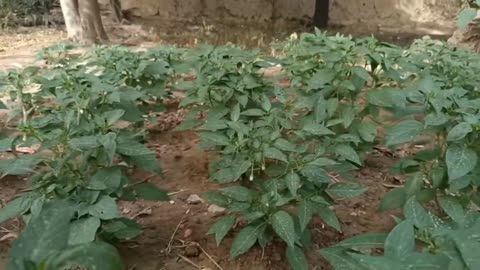 Figs tree from cuttings|| Single stem fig tree with lots of fruits