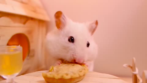 🐹 Hamster eats a pumpkin pie 🎃