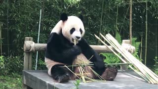Bamboo eating Panda 1