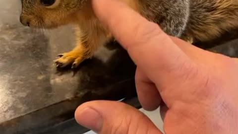 Funny squirrel scratching