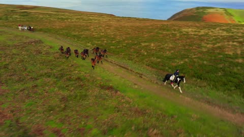 Wild Exmoor Ponies on North Hill, Selworthy Beacon