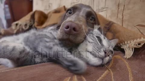 Cute dog and cat sleeping togather