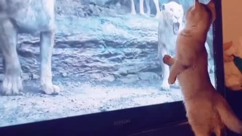 Cat's funny and epic adorable reaction to Lion King movie scene