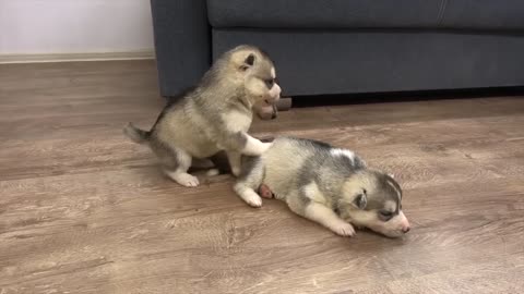 Two little dogs are biting each other