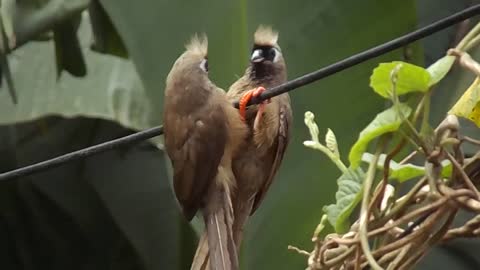 Video Of Birds Perched On A Tree Branch