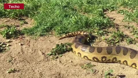 BOA SWALLOW A LIVE PIG