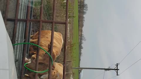 Mu cows find the bubbler