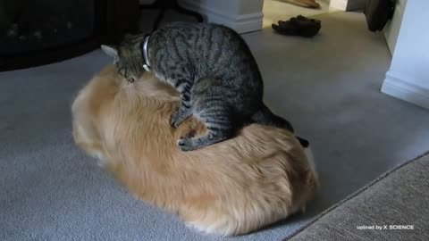 DOG AND CAT FRIENDSHIP