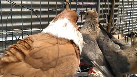 Cute Lovely Pigeon Pet 2022