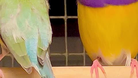 Gouldian Finches