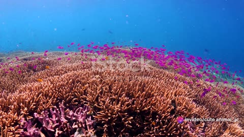 Underwater Paradise: Coral Reefs and Marine Life