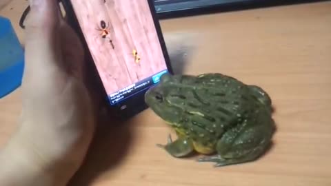 African Bull Frog Crushing Ants - Gets His Finger!!