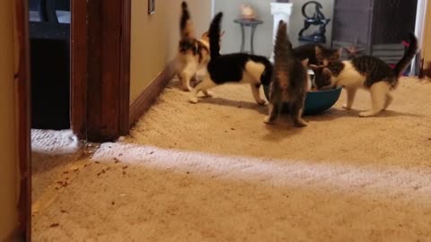 kittens run wild