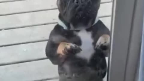 Adorable Cute Dancing Dog