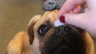 Owner puts cotton ball on bulldog's nose, dog swipes it off