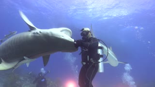 Dancing with a Tiger Shark
