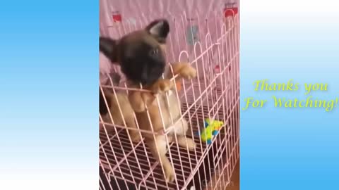 Cute and Funny Pets Dancing, Doing Unbelievable