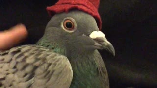 Pigeon wears small hat