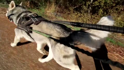 High energy Great Dane can't stop doing zoomies