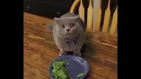 Cat Vegetarian! Funny Animals Compilation