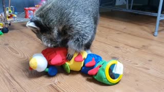 Raccoon is amazed at the toys he's never seen before.