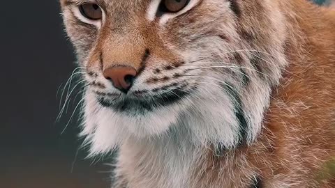 Lynx