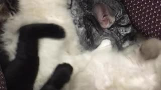 Chinchilla sleeping with small kittens