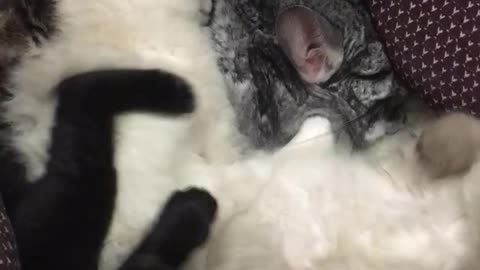 Chinchilla sleeping with small kittens