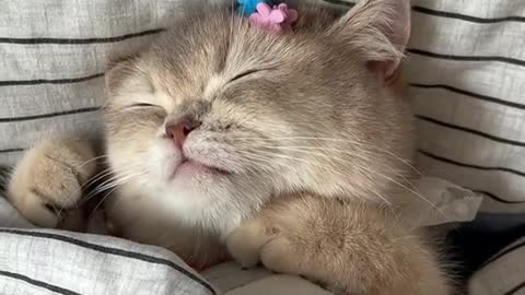A cute wagging cat to the bed amezing video