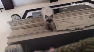 Music white cat jumps off bannister at camera