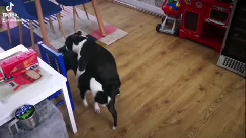 Funny Boston terriers