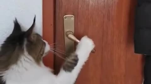 my cat how to open doors