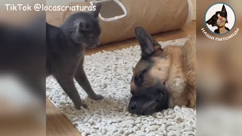 funny dogs and kittens. so they love in a place to play