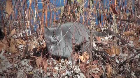 What Happens if cut cats whiskers