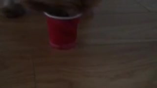 Brown and black dog licking red cups