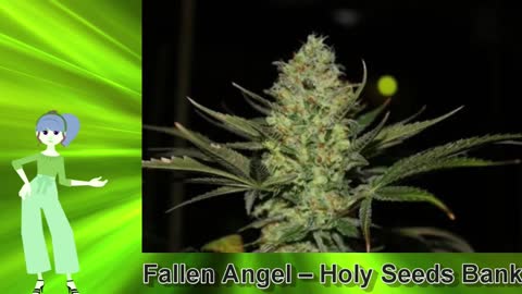 Fallen Angel – Holy Seeds Bank