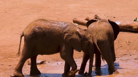 Little Elephant Fight.