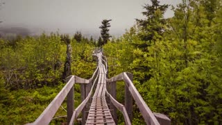 Time Lapse Video Of Walking A Path Thru The Woods - Nice