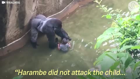 Experts Weigh In On Harambe's Last Moments