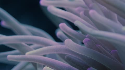 Video of a Clownfish and Sea Anemone