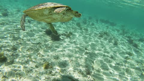 Reptile under water/surviving//turtle